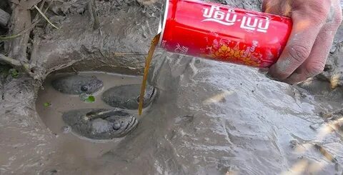 Рыбный кола