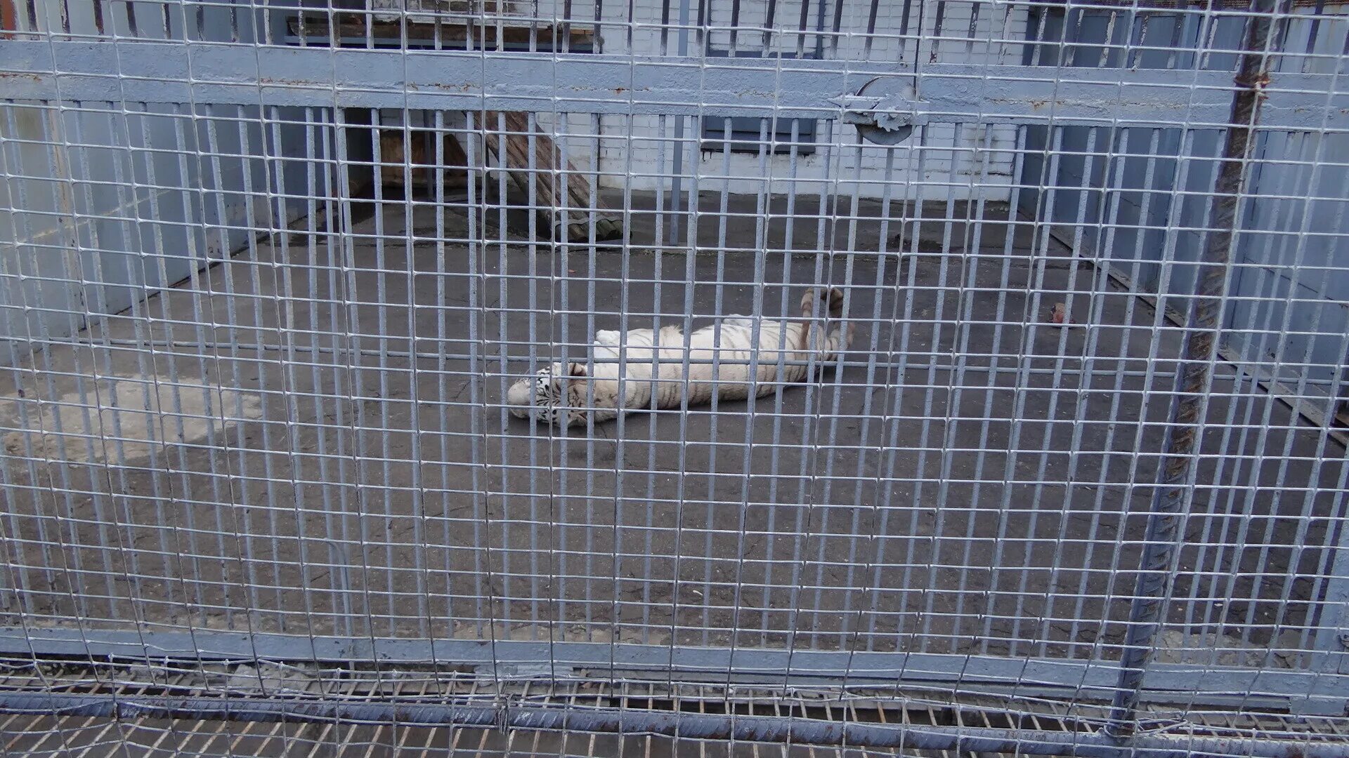 Жи вотным место в зоопарке. Плюсы содержания животных в зоопарке. Зоопарк это место. Сообщение о животных в зоосаде. Плюсы содержания животных в зоопарке.