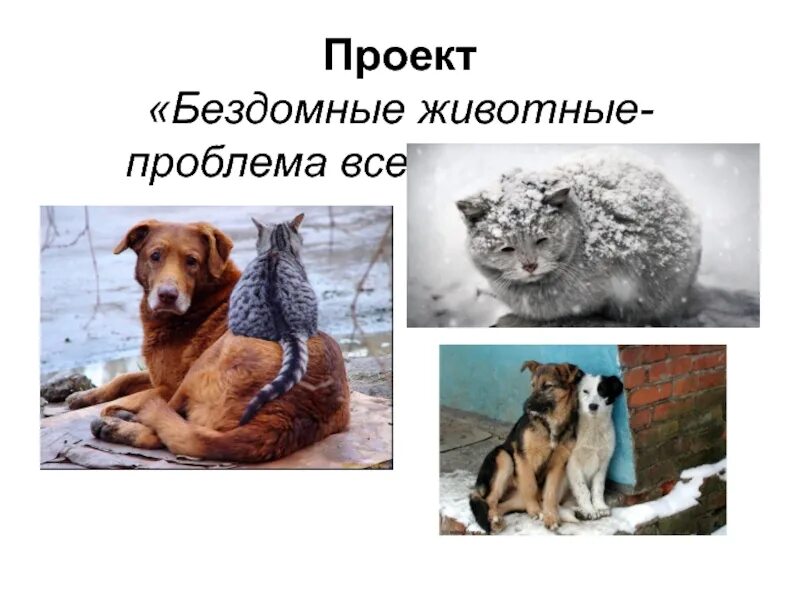 Проблемы животных. Бездомные животные проект. бездомные животные проблема. проект про бездомных животных. проблема бездомных животных проект.