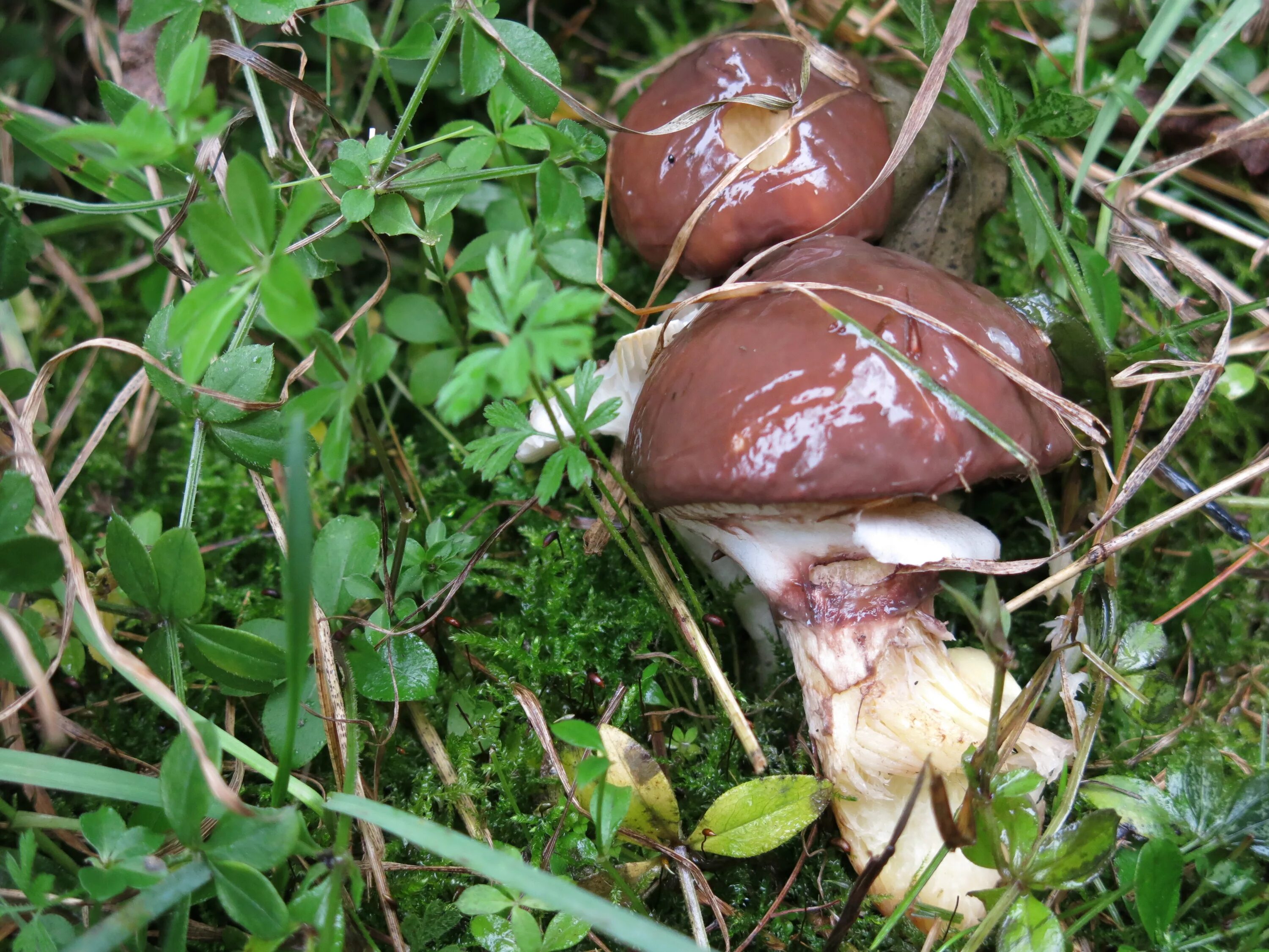 Масленок Suillus. Съедобные грибы маслята. Suillus luteus. Гриб Suillus luteus. Есть гриб масленок