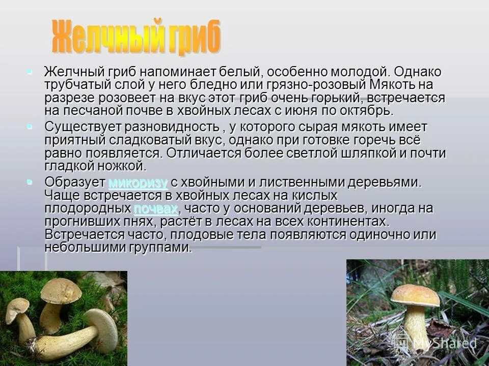 желчный гриб карточки. горчак, ложный белый гриб. желчный гриб шляпка снизу. горчак, ложный белый гриб. желчный гриб ложный белый.