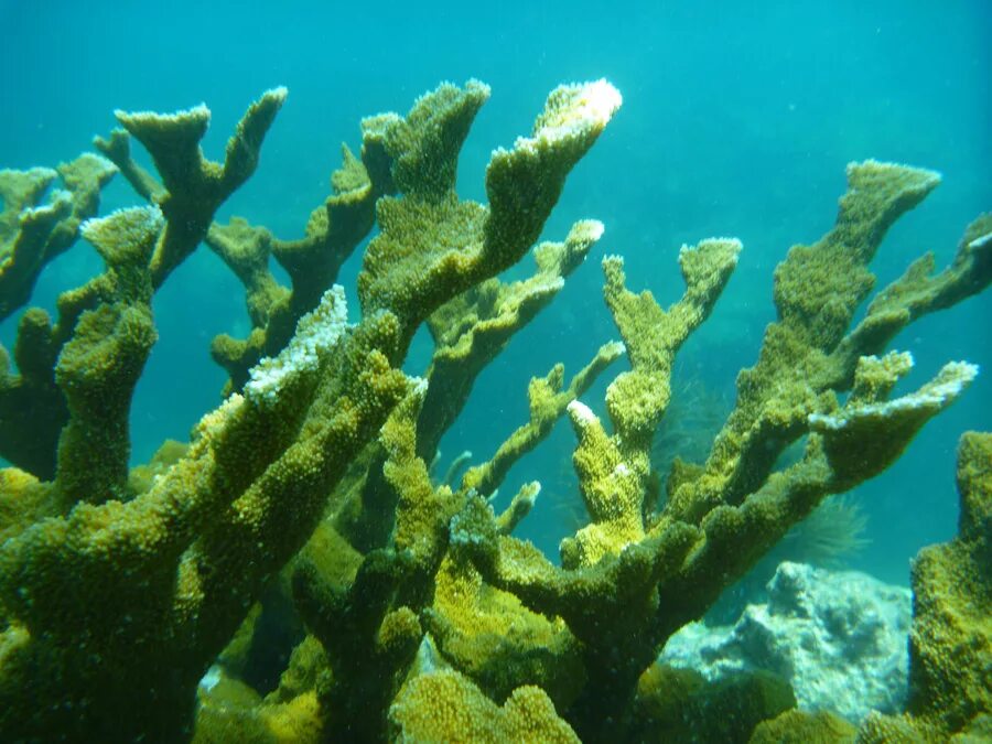 Зеленые кораллы фото Do you remember what your first coral was Which one was it Would you recommend