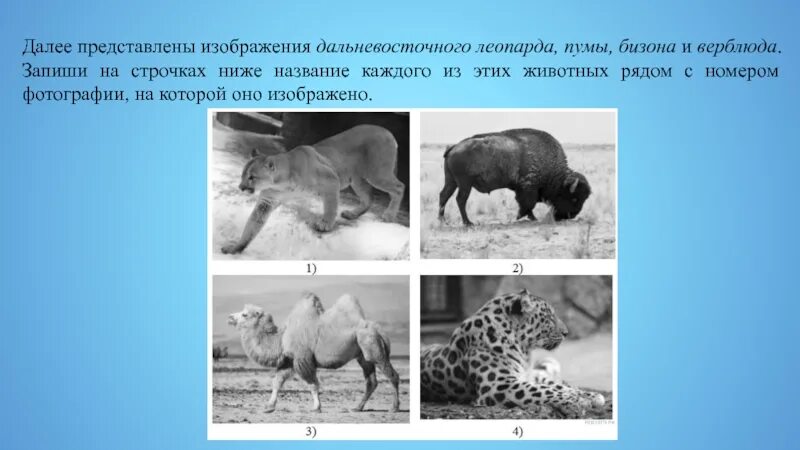 На каком материке обитает пума. Далее представлены изображения. На следующей странице представлены фотографии. Далеее предсставлеы ФО. Запиши название каждого из этих животных рядом с номером.