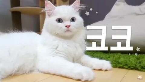Кошка лала