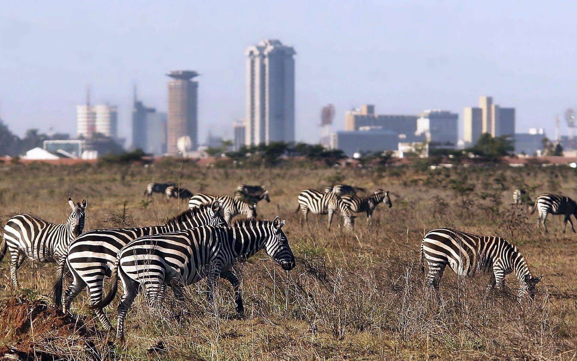 See africa. Кения парк Найроби. Национальный парк Найроби в Африке. Найроби (столица Кении). Найроби сафари парк.