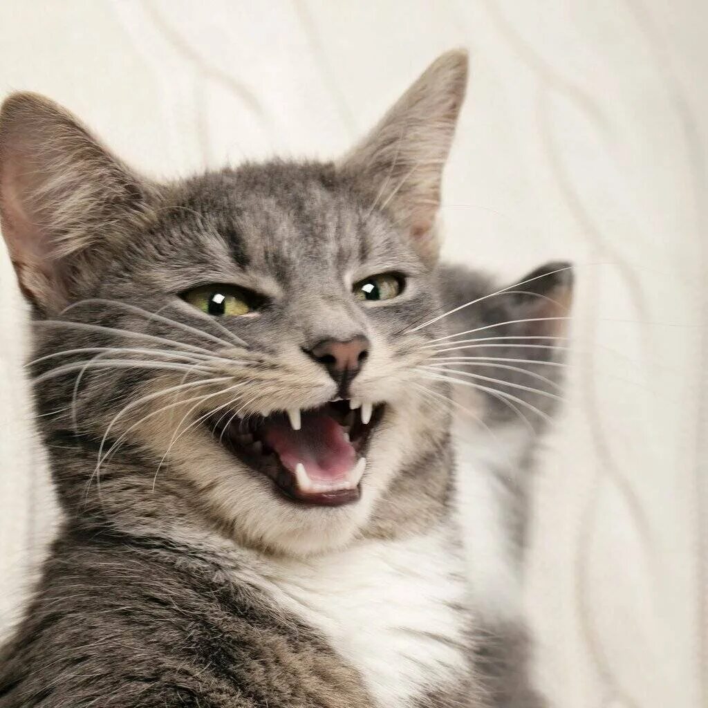 Кошка мяукает. Кошки кричат мяукают. Кот с приоткрытым ртом. Котик с открытым ртом. Орущий кот.