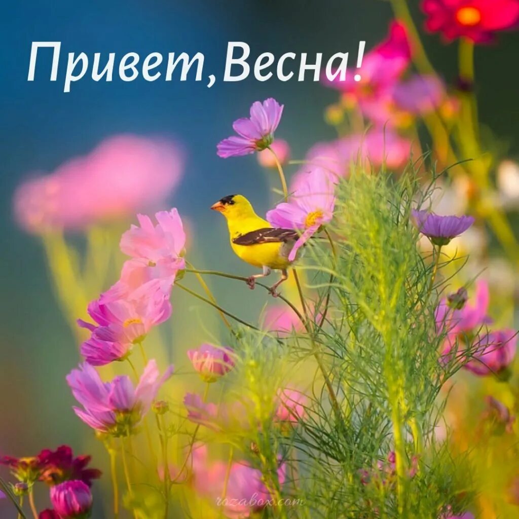 Приветствую весну