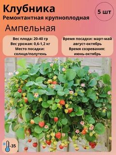 Ампельная клубника