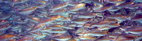 A lot of fish
