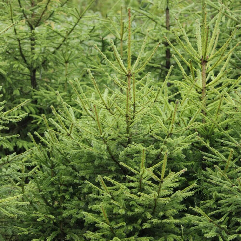 живая елка наряженная. русский елочка. живая новогодняя елка. елка живая. ель живая.