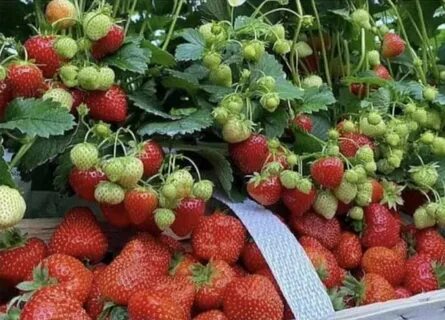 Брина клубника отзывы