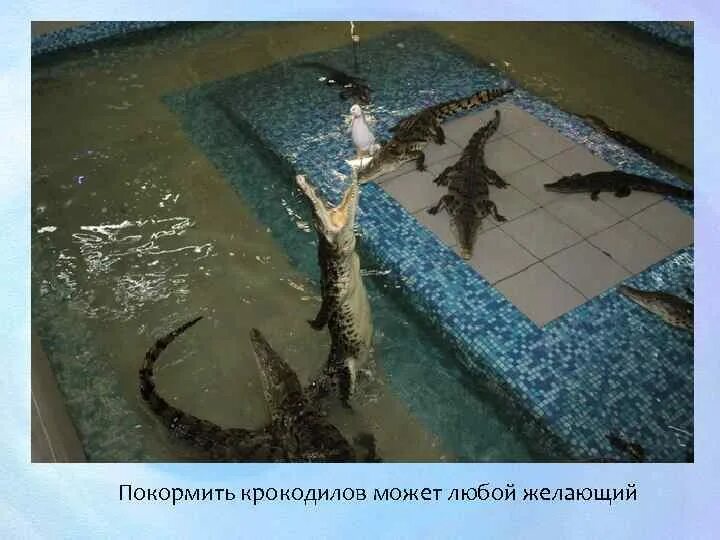Ферма крокодилов в екатеринбурге. Крокодилья ферма екатеринбург. Крокодиловая ферма в екатеринбурге. Бебеля 17 крокодиловая ферма. Бебеля 17 екатеринбург крокодиловая ферма.