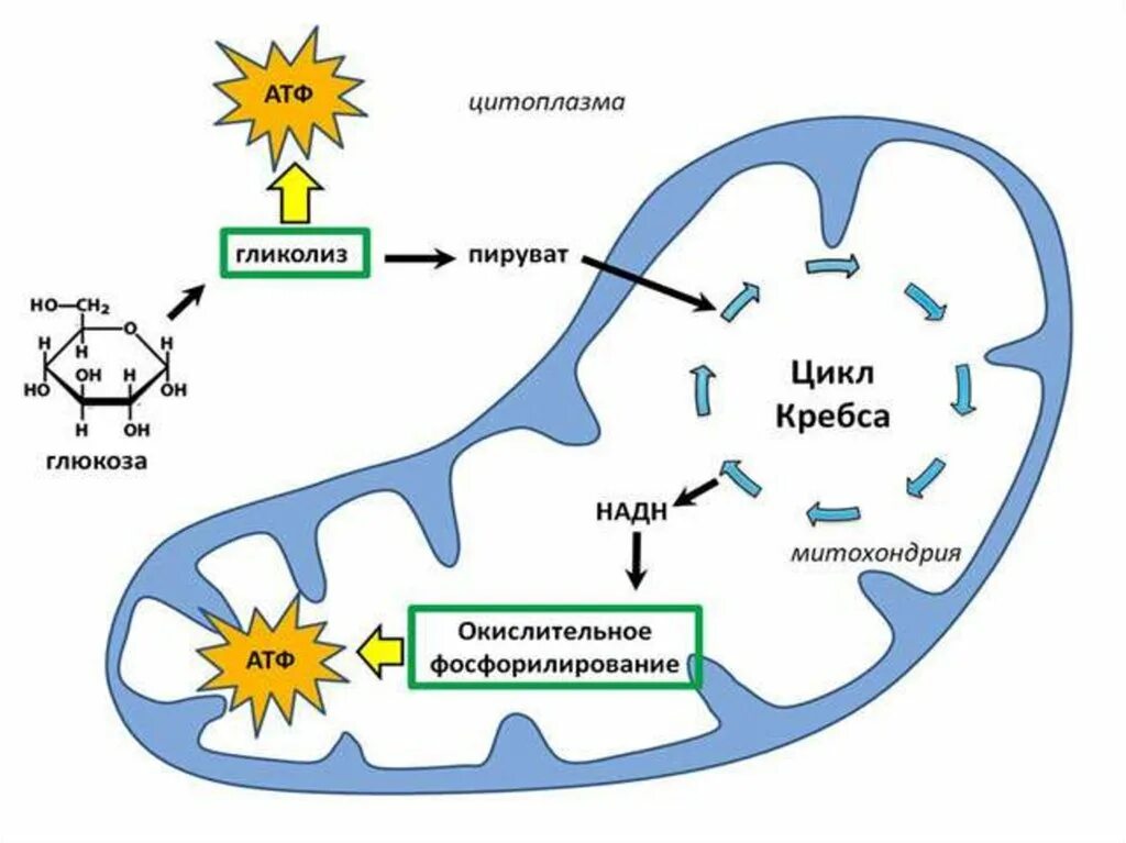 Откуда берется атф. Цикл Кребса схема в митохондриях. Энергетический обмен в митохондриях схема. Образование ПТФ В митохондрий. Схема окислительного фосфорилирования в митохондриях.