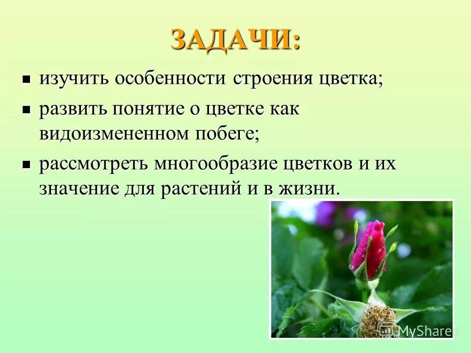 Тема по биологии растения города. Значение цветка. Значение цветка в жизни растения. Значение цветов в жизни растений. Понятие цветок.