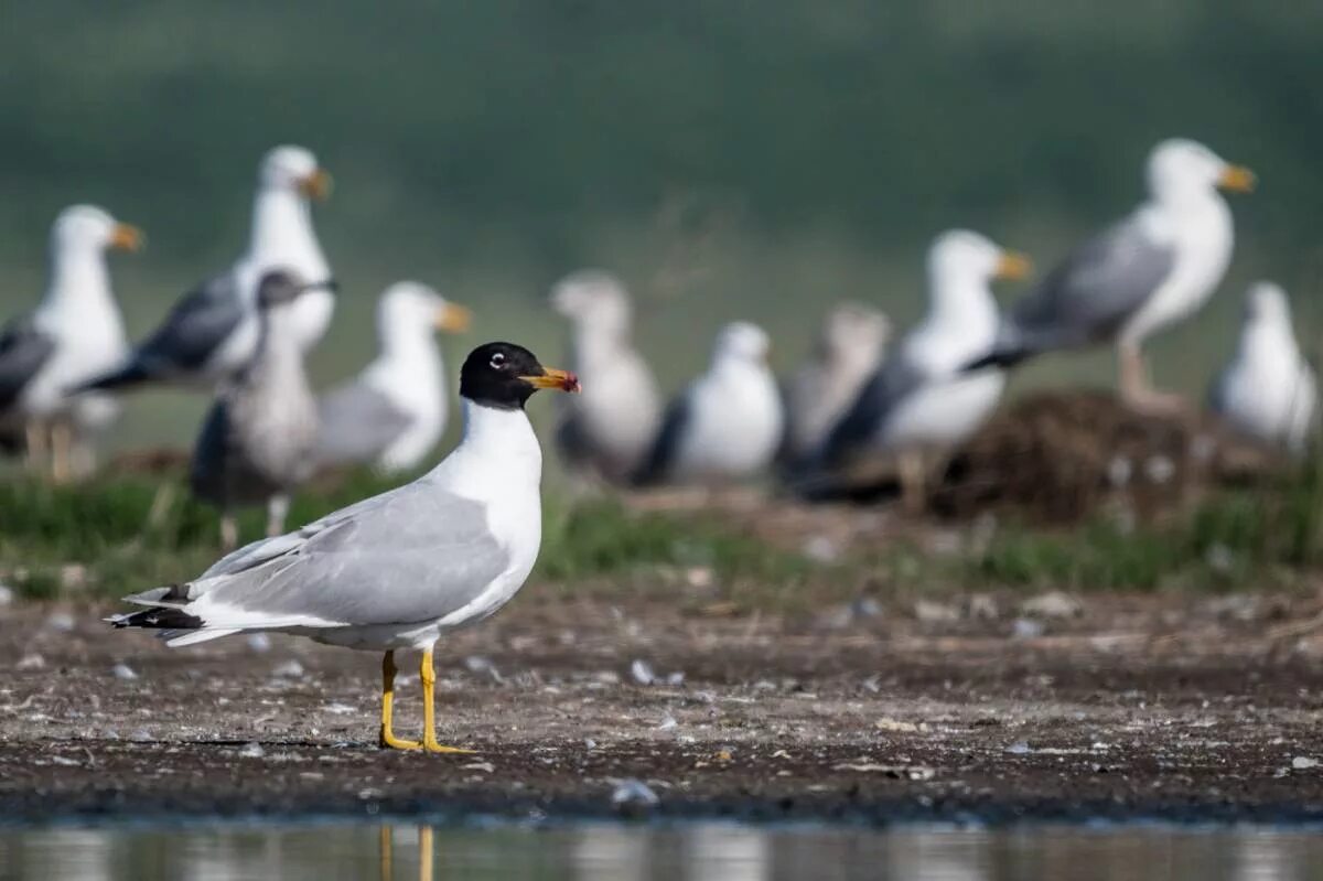 Черноголовый хохотун. Черноголовый хохотун - Larus ichthyaetus Pallas, 1773. Черноголовый хохотун (Larus ichthyaetus). Черноголовый хохотун – Larus ichthyaetus Pallas. Серебристая Чайка черноголовый хохотун.