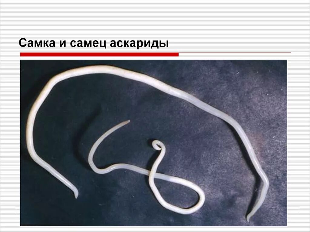 Аскарида тип. Круглый гельминт Ascaris lumbricoides. Черви человеческая аскарида. Круглые черви аскарида человеческая.