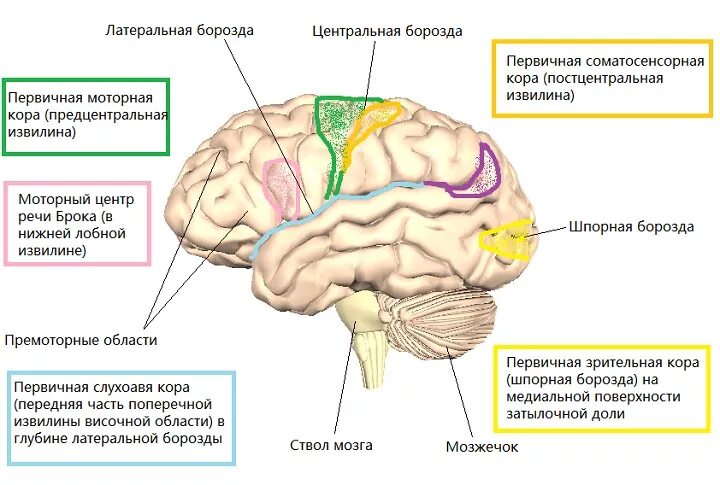 Борозды доли извилины коры головного мозга. Постцентральная зона коры головного мозга. Нижние отделы постцентральной зоны мозга. Шпорная борозда мозга. Функции задней коры мозга