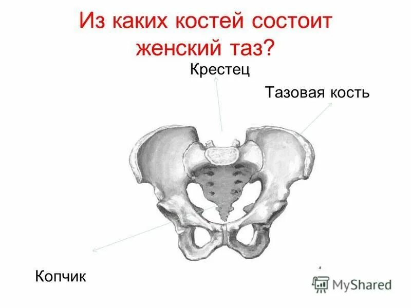 Строение тазового пояса человека. Строение костей таза рисунок. Тазовая кость состоит. Таз строение и функции. Тазовая кость состоит из.