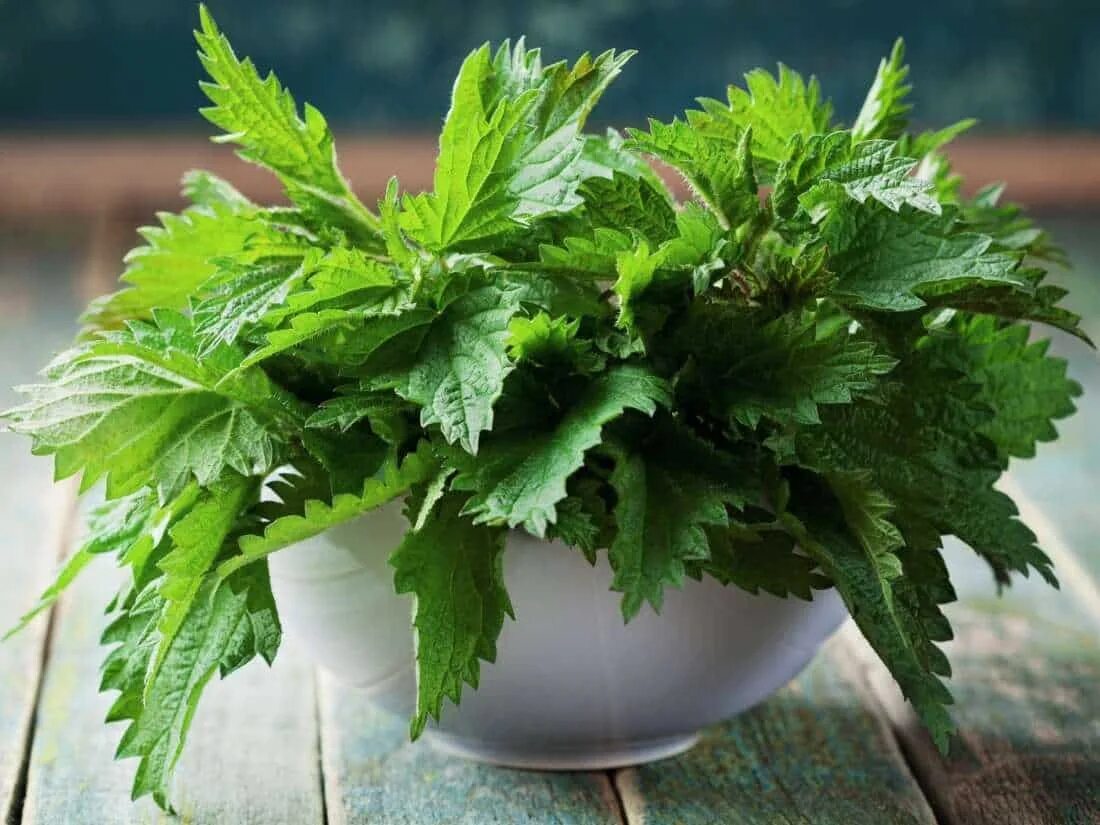 Крапива двудомная. Крапива Лесная. Stinging Nettle.