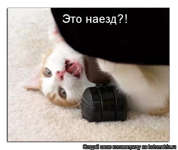 Авария погоня дпс город хабаровск вологодская область. Фразы про животных. Ты на меня наезжаешь. Дорогу щенкам. Мемы про поддержку.