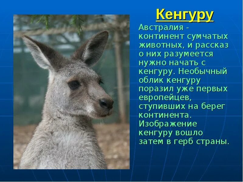 Animal рассказы. Кенгуру доклад. Сообщение о животных Австралии. Рассказ о кенгуру в Австралии. Кенгуру рассказ о животном.