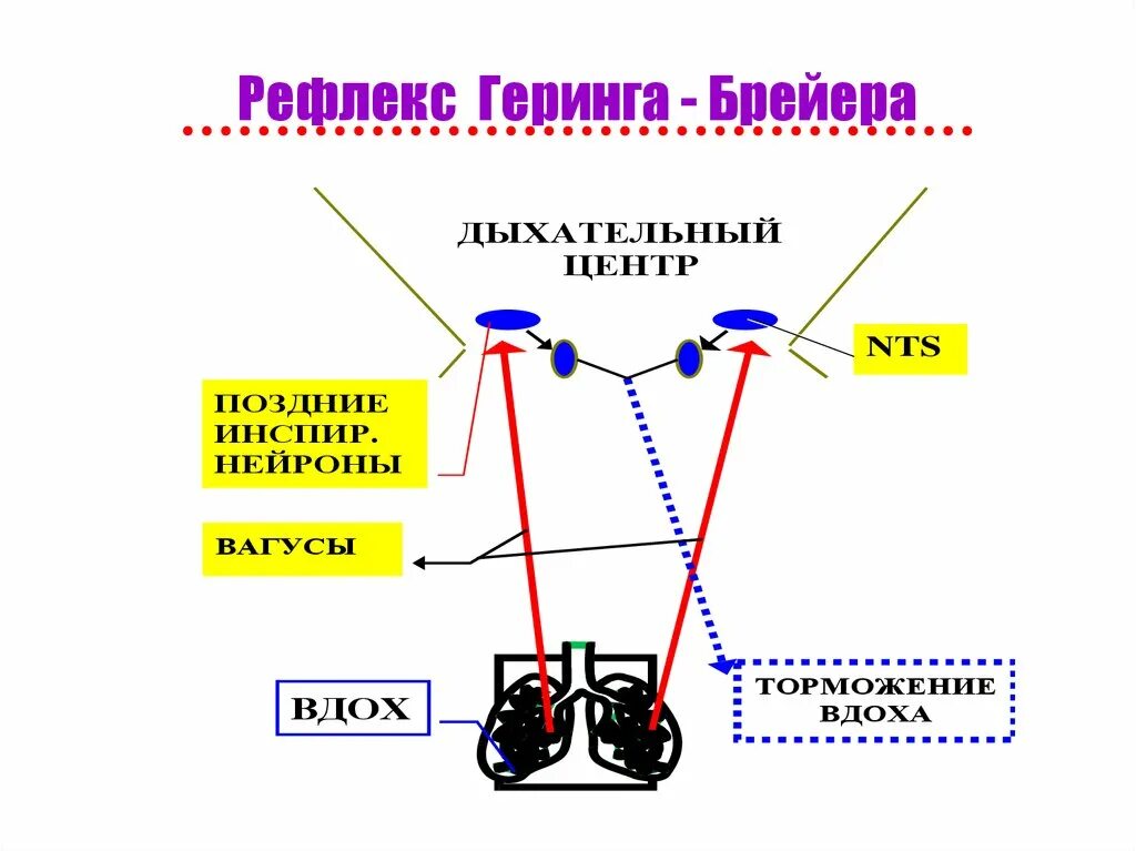 Схема рефлекса Геринга-Брейера. Схема рефлекторной дуги рефлекса Геринга–Брейера:. Тормозного рефлекса Геринга- Брейера. Рефлекс Геринга Брейера рефлекторная дуга.