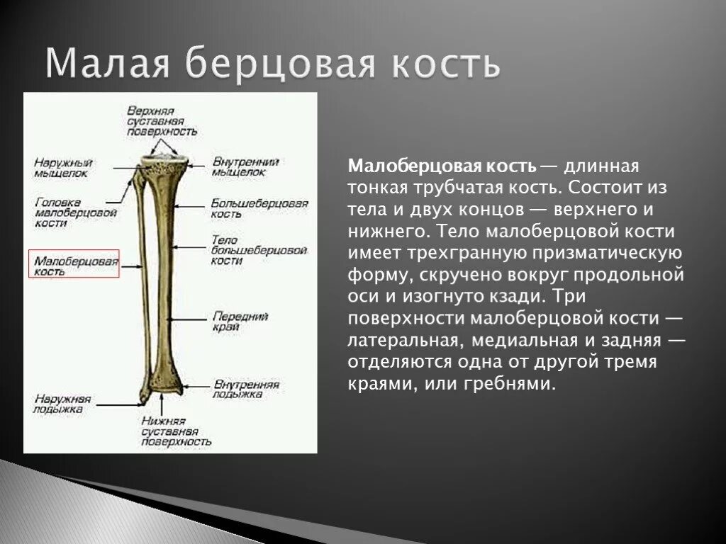 Трубчатые кости функции. Малая берцовая кость кость. Малая берцовая кость анатомия. Большеберцовая и малая берцовая кость. Функция малая берцовая кости.