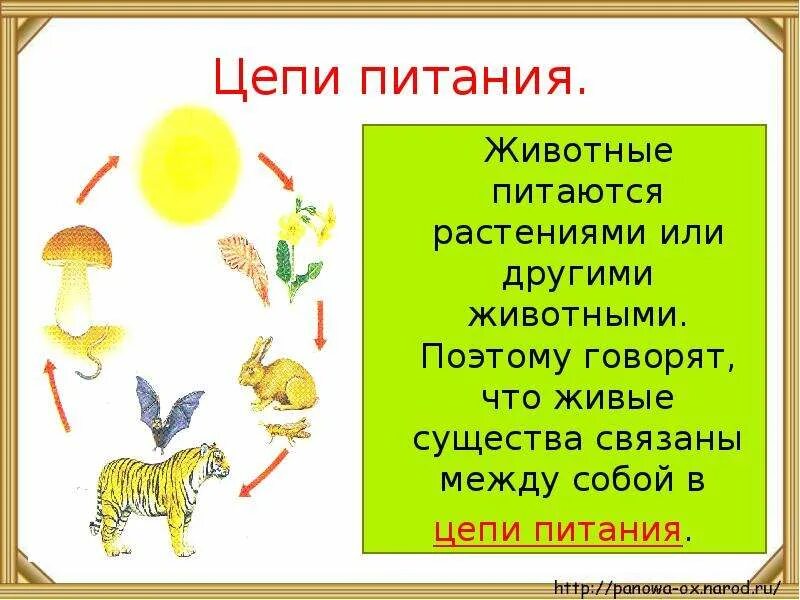 Как животные питаются 3 класс окружающий. Как питаются животные. Цепи питания. Пищевые Цепочки 3 класс окружающий мир доклад. Цепи питания животных.