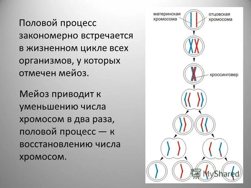 Диплоидная клетка.