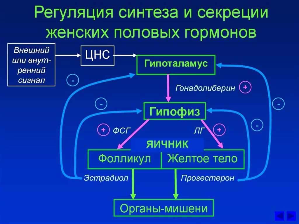 Половые гормоны регуляция секреции. Схема регуляции половых гормонов. Регуляция синтеза и секреции женских половых гормонов. Регуляция биосинтеза женских гормонов. Действие женских половых гормонов