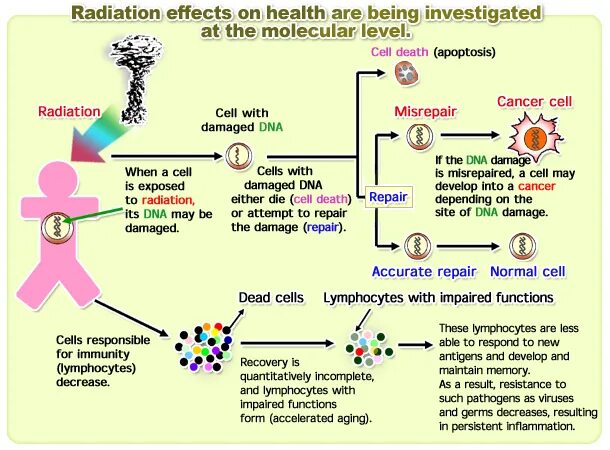 Effect on the process of. Effects of radioactive radiation on humans.
