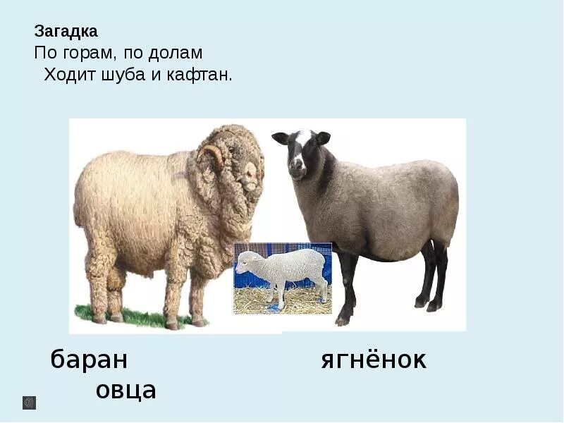 Слово овца