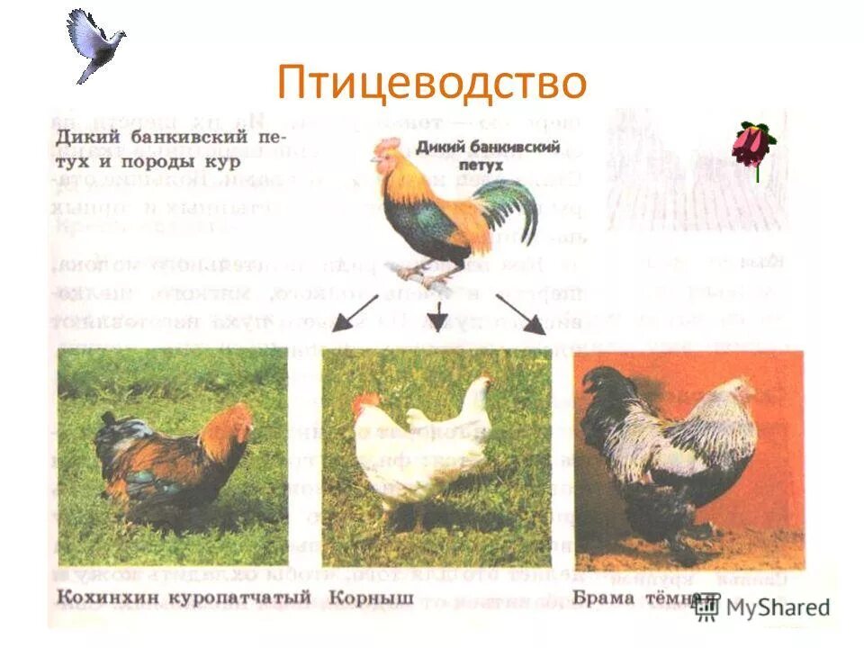 сообщение птицеводство 4 класс окружающий мир