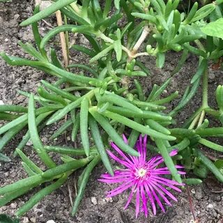 Ice plant
