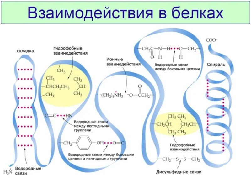 Гидрофобные связи в белке