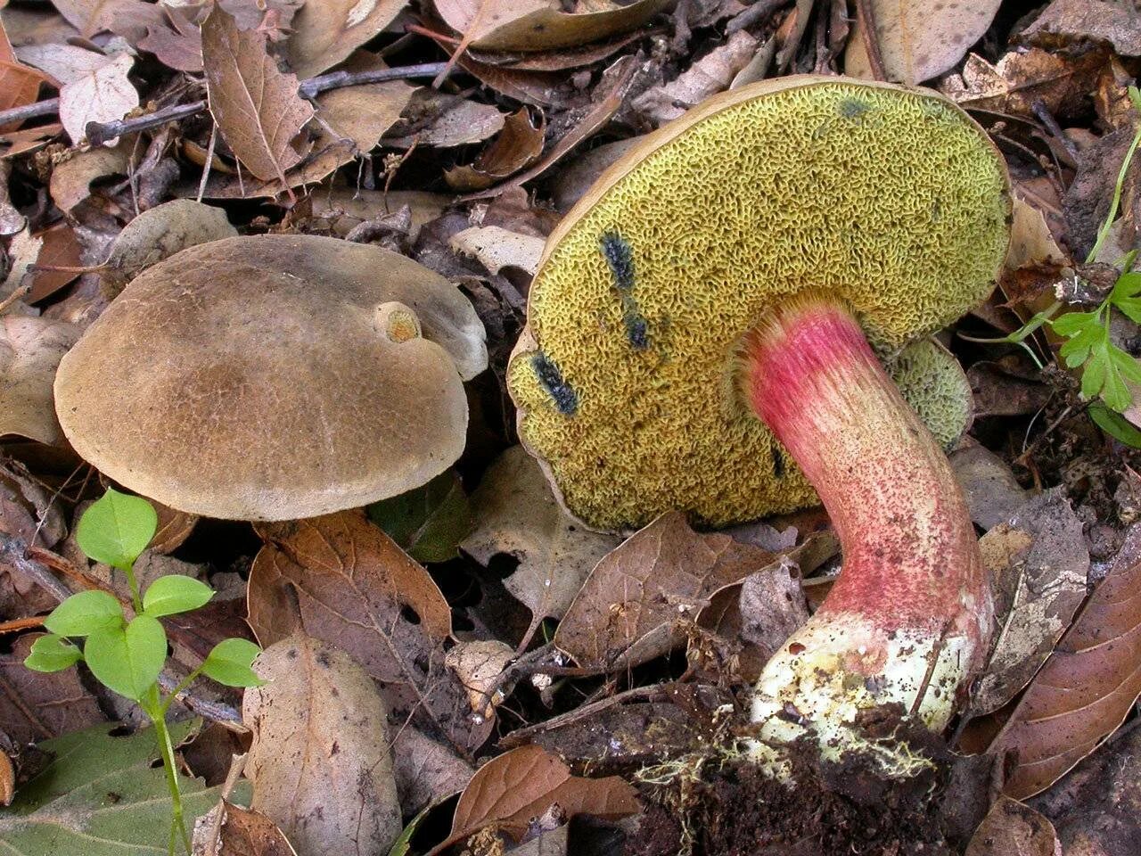 Польский гриб красный. Моховик гриб. Грибы моховик Дубовик. Моховик перечный гриб. Моховик желто-бурый.