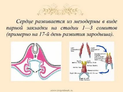 Из мезодермы у зародышей млекопитающих развивается