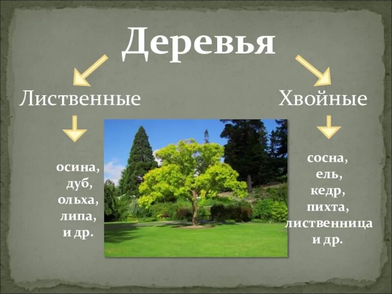 Липа хвойное. Хвойное или лиственное дерево. Это хвойное или лиственное растение. Липа лиственное или хвойное. Кедр хвойное или лиственное.