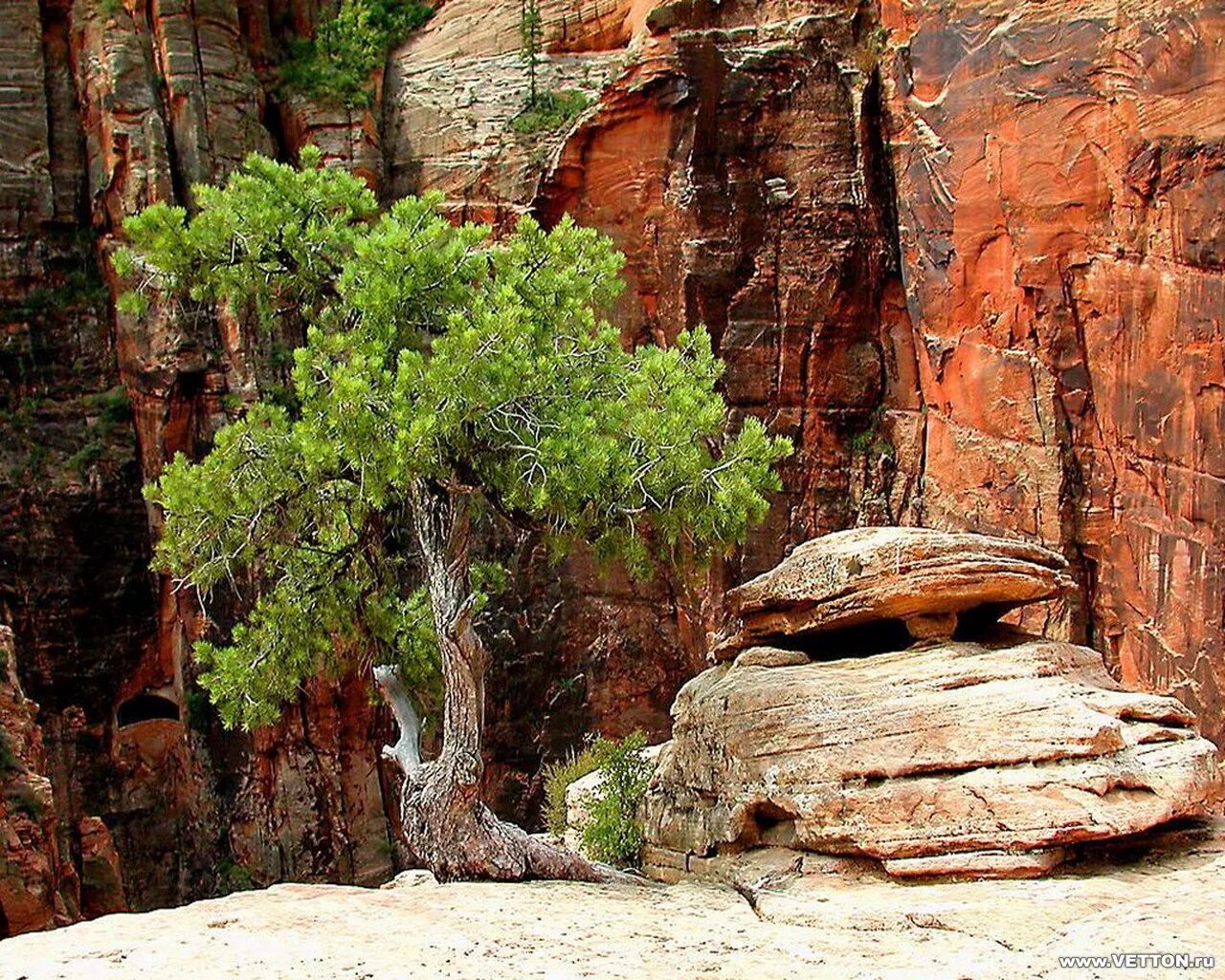 сосны на скалах. сосна станкевича в крыму новый свет. деревья растущие на скалах. дерево растущее на скале. сосна на скале.