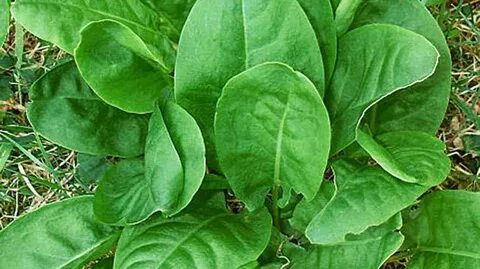 Щавель персик ракушка орган у женщин