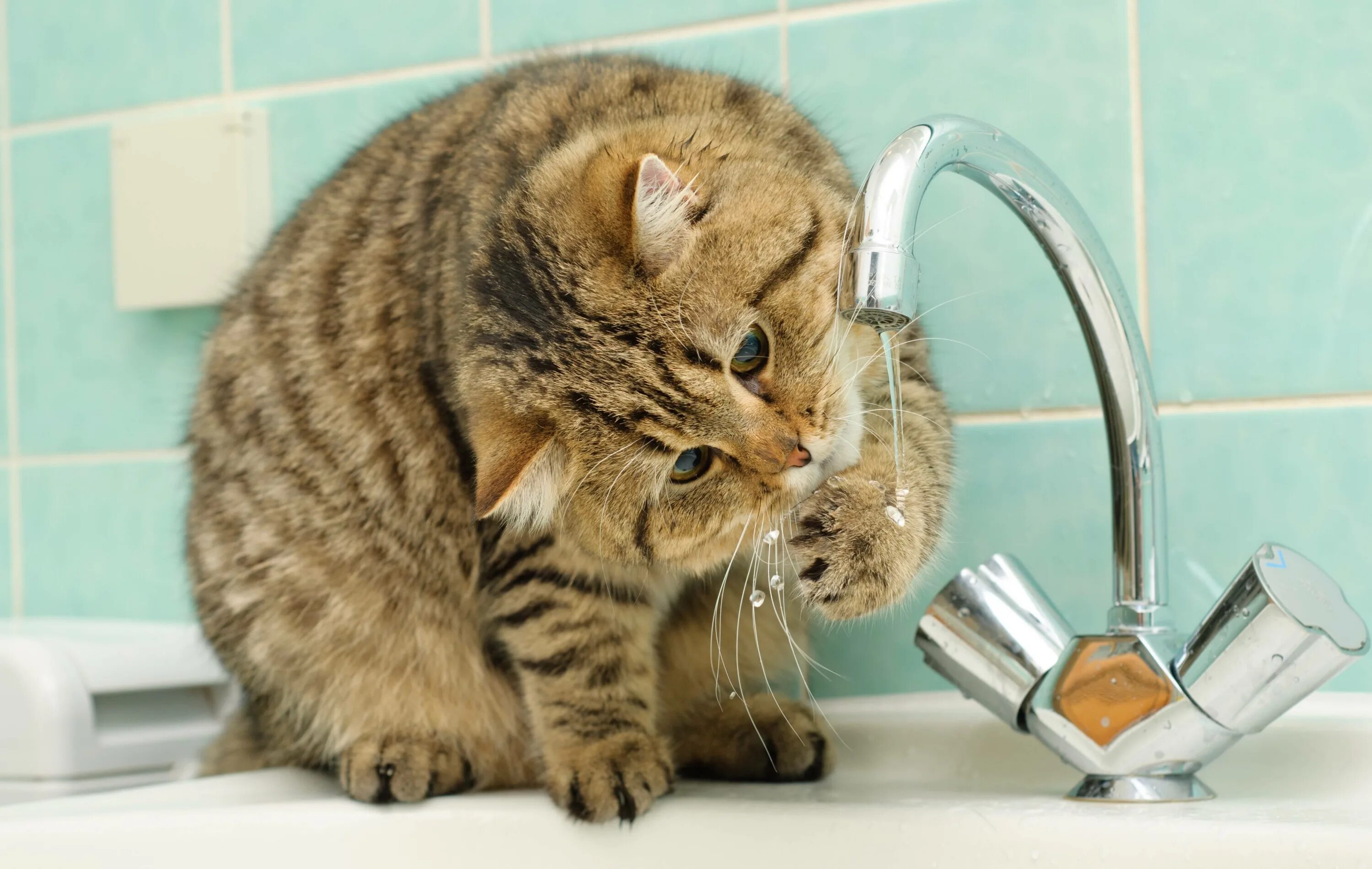 Кошка часто пьет воду. Котик умывается. Котенок умываетс. Кошка умывает котенка. Котик умывается лапкой.