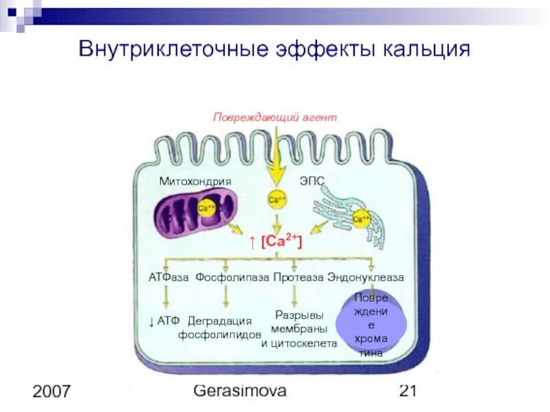 Внутриклеточное накопление ионов кальция. Схема поступления и выведения ионов кальция из клеток.