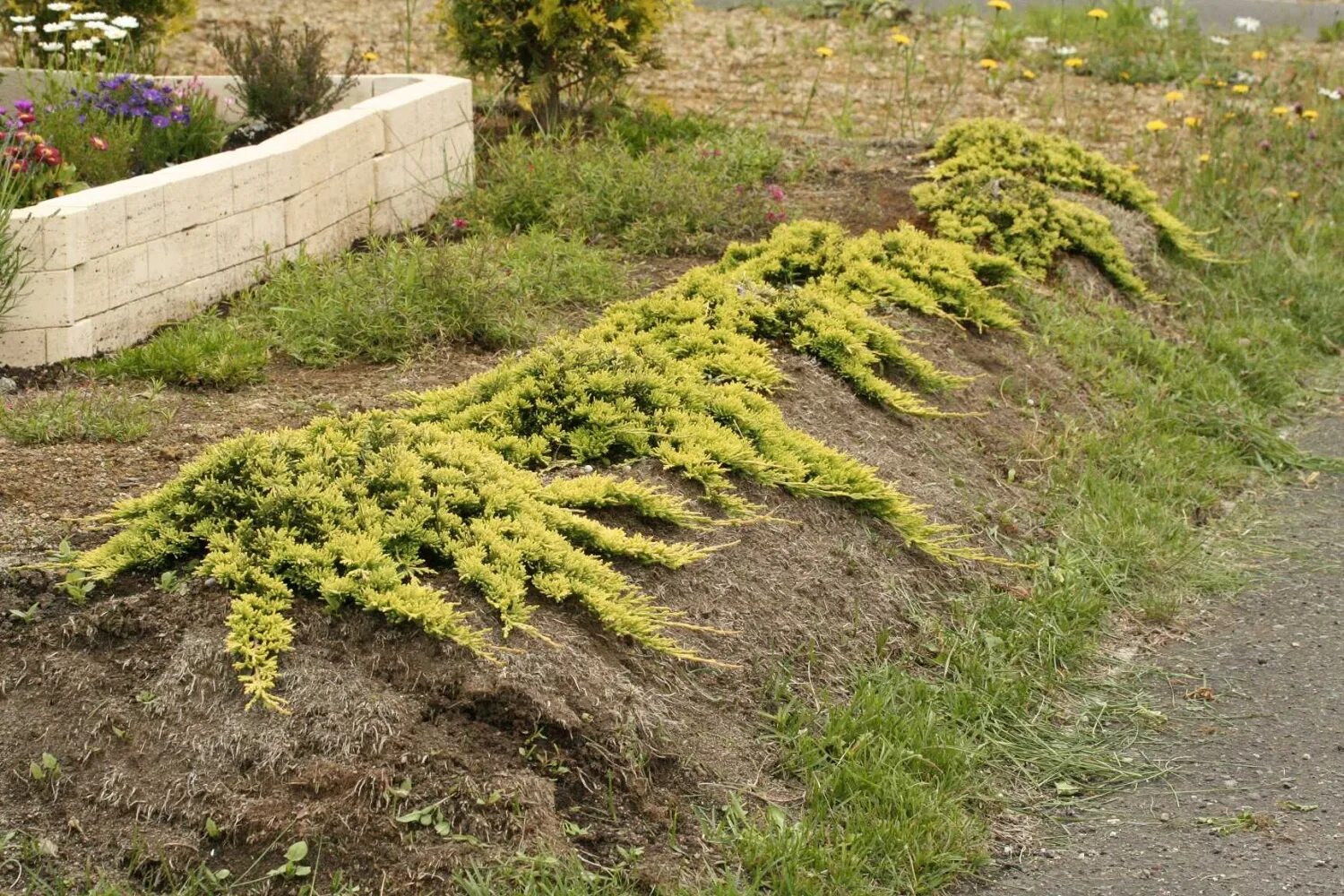 Декоративный кустарник Подмосковья. Благоустройство, озеленение, ландшафтный диз