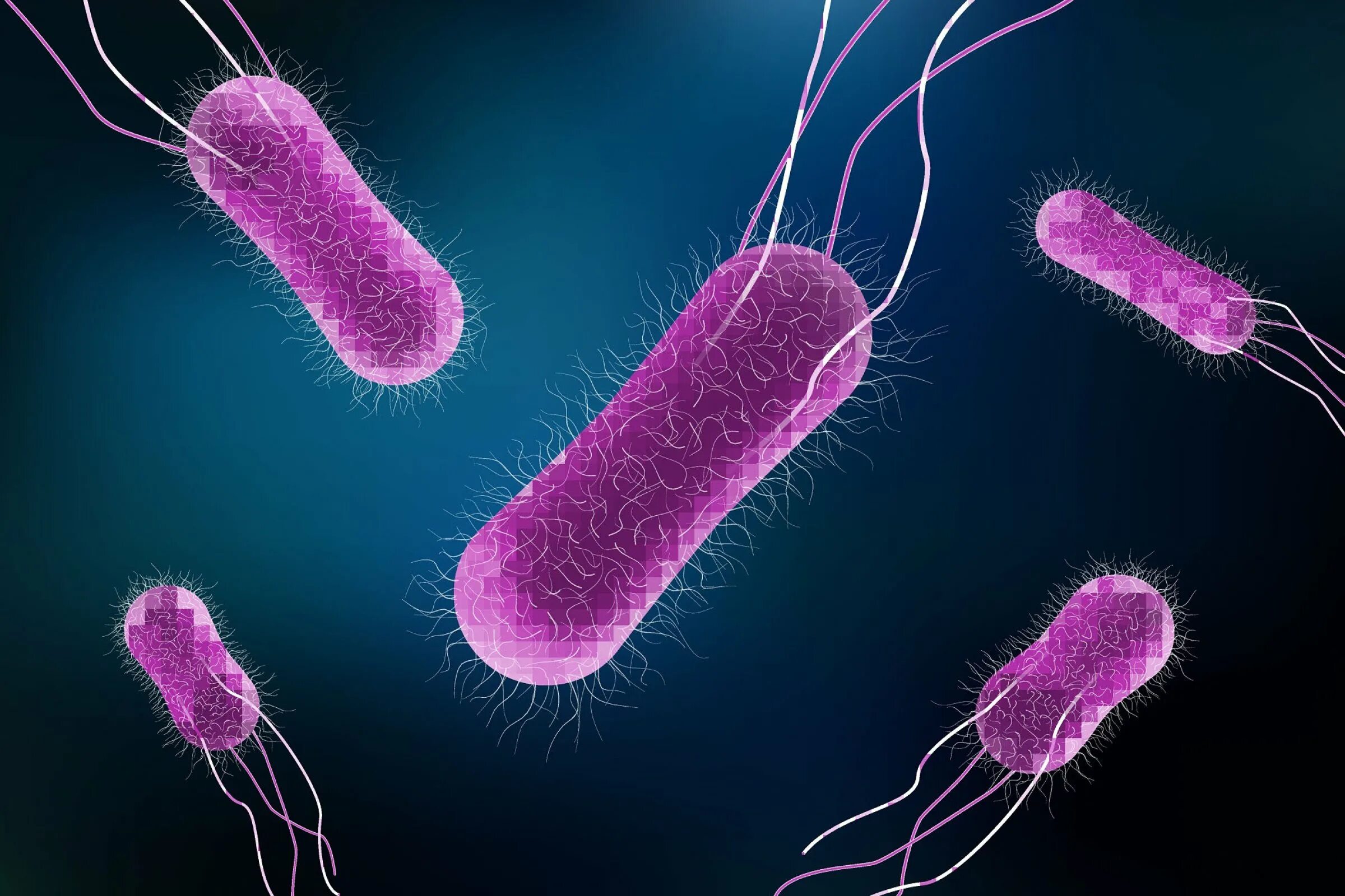 Сальмонелла выделяет. Сальмонелла typhimurium. salmonella typhimurium возбудитель. сальмонелла bredeney.