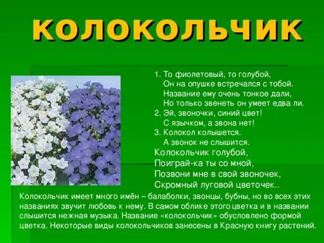 Текст описание про цветок. Информация о растениях. Сообщение о растении. Колокольчик информация о растении. Описание цветка.