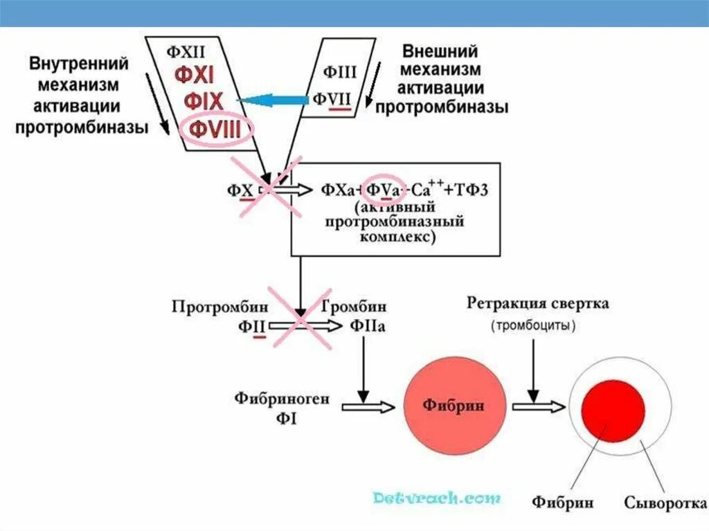 Фибринолитическая активность плазмы. Антикоагулянтной и фибринолитической активности крови. Фибринолитическая активность плазмы крови. Внешний механизм активации протромбиназы. Фибринолитическая активность крови