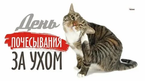 День почесывания за ухом картинки