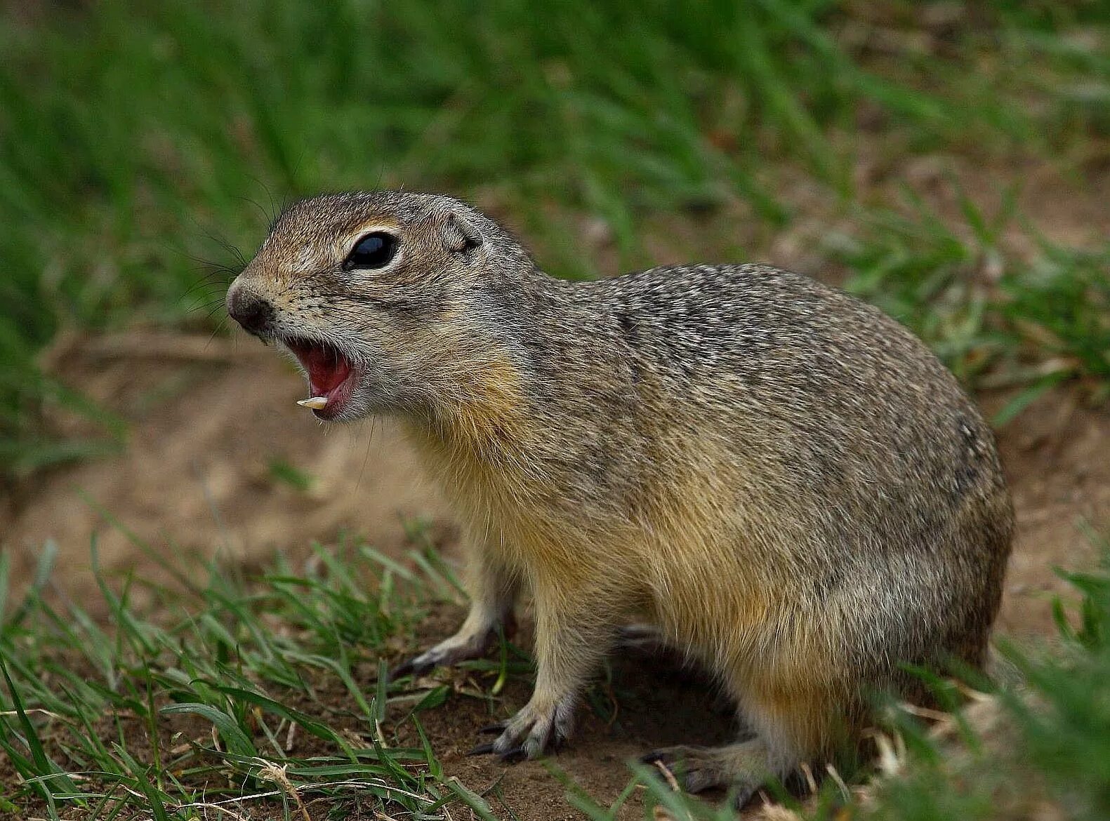 айдахский суслик. суслик байбак в норе. суслик байбак в норе. суслик живет. байбак луговая собачка.