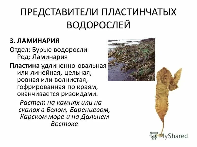 Пластинчатые водоросли. Род бурых водорослей. Бурые водоросли характеристика. Виды пластинчатых водорослей.