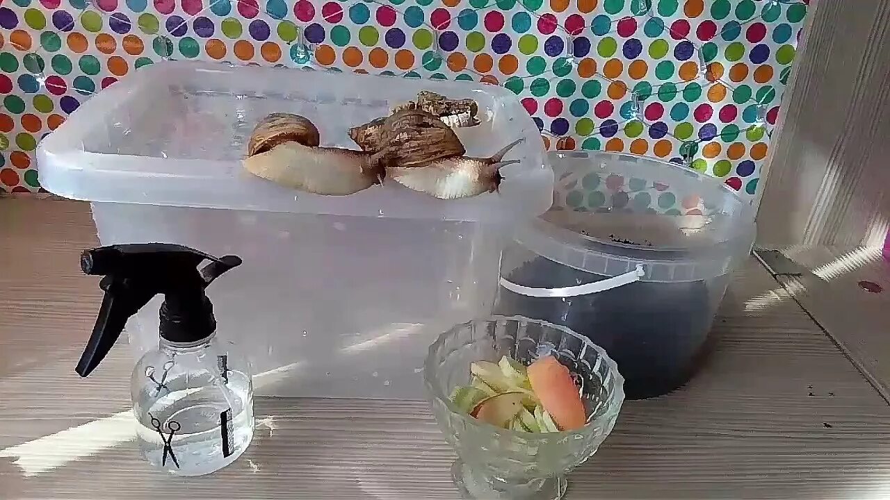 Домик для улитки. Улитка ахатина контейнер для улитки. улитка ахатина в контейнере. дом для улитки ахатины. контейнер для улиток ахатин.